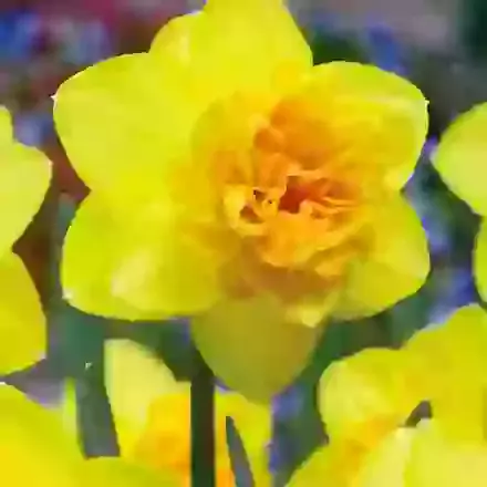 Double Daffodils